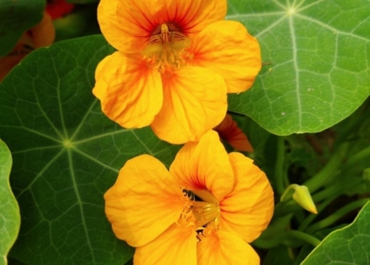photo fleurs annuelles