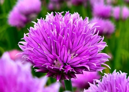 photo fleurs vivaces