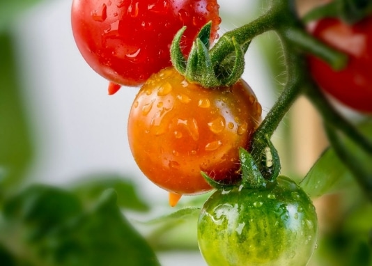 photo fruits et legumes