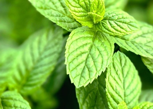 photo herbes aromatiques