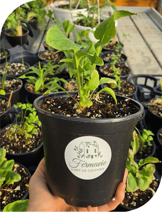 plantes en pot