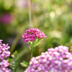 Achillée millefeuille 'Cerise Queen'