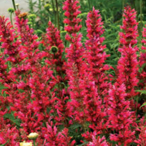 Agastache