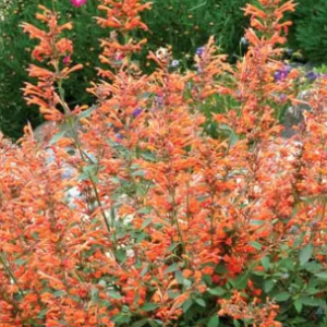 Agastache 'Kudos Mandarin'