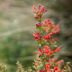 Agastache 'Kudos Red'