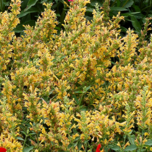 Agastache 'Kudos Yellow'
