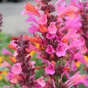 Agastache 'Kudos. Ambrosia'