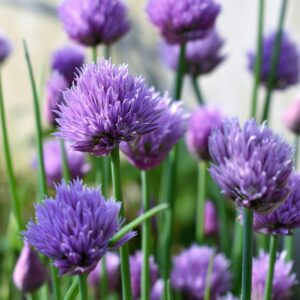 Ciboulette (Allium schoenoprasum)
