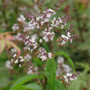 Verveine citronnelle