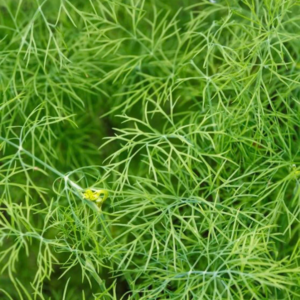 Aneth Feuille de fougère