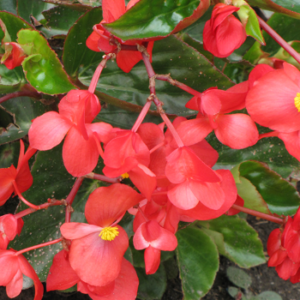 Bégonia 'Dragon wing Red'