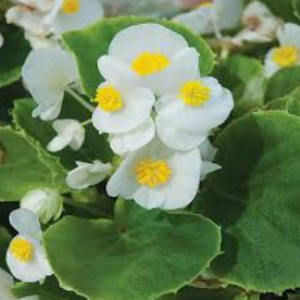 Bégonia 'Big White Green Leaf'