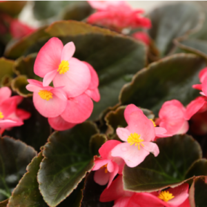 Bégonia 'Big Pink Bronze Leaf'
