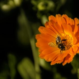 Souci/Calendula