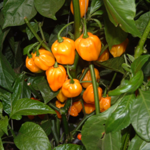 Piment Scotch Bonnet