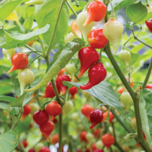 Piment Biquinho Rouge
