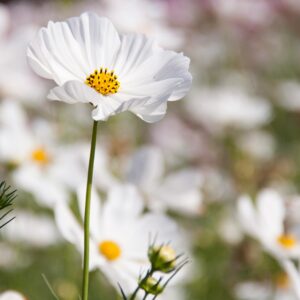 Cosmos 'Japanese Kiiro'
