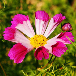 Cosmos 'Sea Shells'