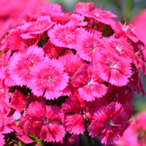 Œillet 'Jolt Pink'