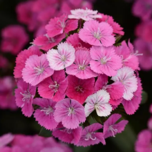 Œillet 'Jolt Pink Magic'