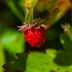 Fraise Alpine