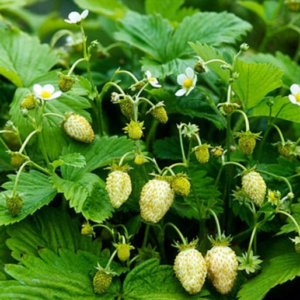 Fraise White soul