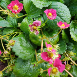 Fraise Ruby Ann