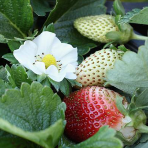 Fraise Berri Basket White