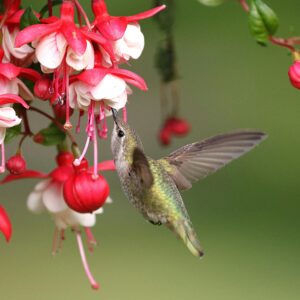 Fuchsia 'Swingtime'