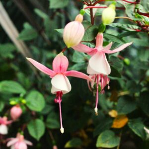 Fuchsia 'Bella Sophia'