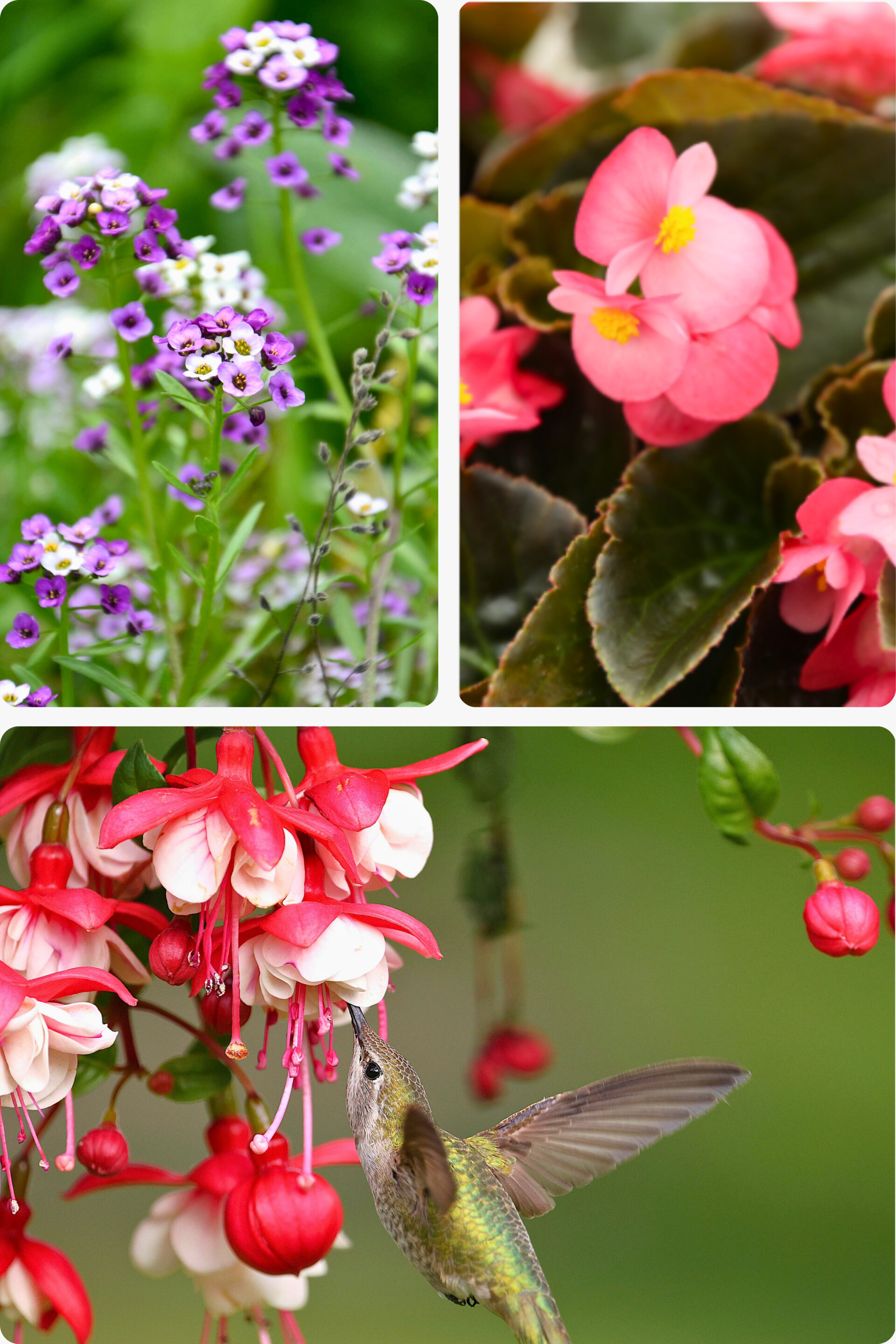 Jardin romantique