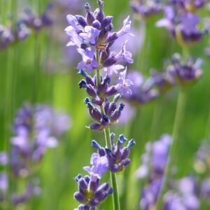 Lavande 'Ellagance Purple'