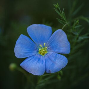 Lin bleu