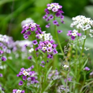 Alysson odorant 'Royal Carpet'
