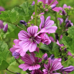 Mauve