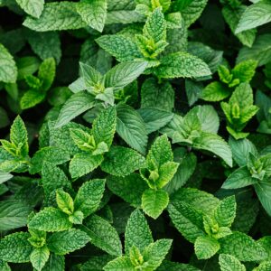 Menthe Verte