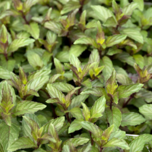 Menthe Chocolat Mint