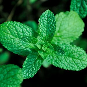 Menthe Mojito