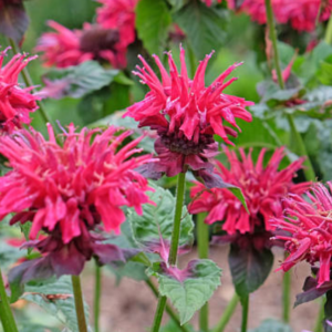 Monarde