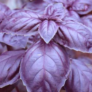 Basilic Crimson King