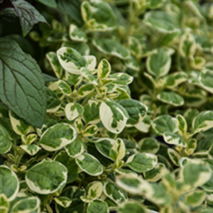 Origan 'Variegata'