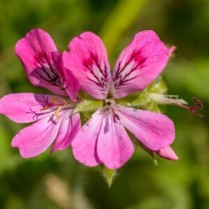 Géranium odorant 'Attar of Roses'