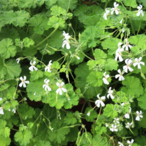 Géranium odorant 'Pomme'