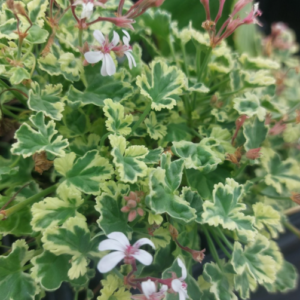 Géranium odorant 'Variegated'