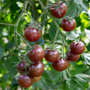 Tomate Cerise Noir