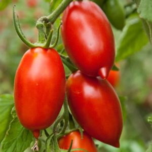 Tomate Amish