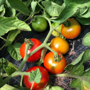 Tomate Stupice