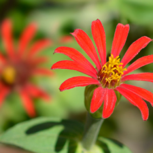 Zinnia 'Red Spider'