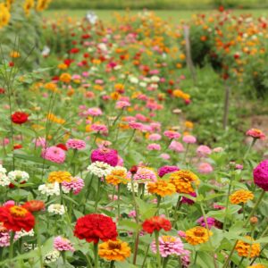 Zinnia (mélange)